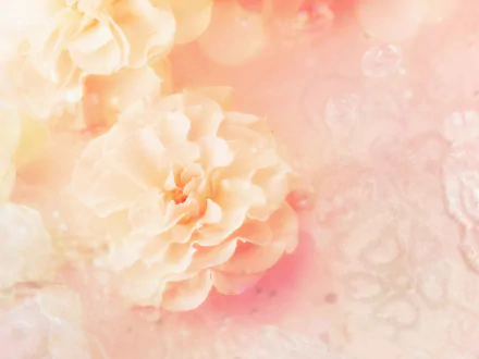 peach flower pastel artistic flower HD Desktop Wallpaper | Background Image