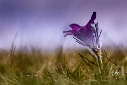 A close-up of a purple flower standing in blurred grass with a soft, nature-inspired background, captured in 4K Ultra HD for a vibrant desktop wallpaper.
