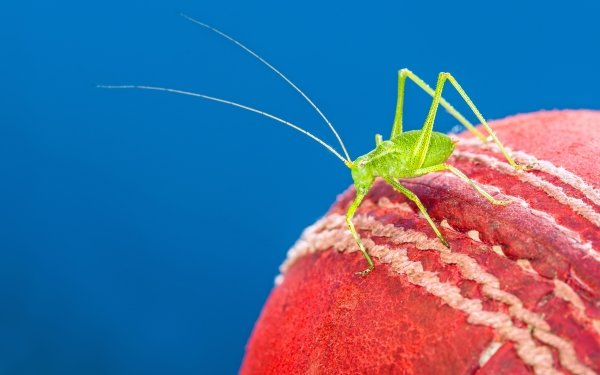 Animal Cricket Insects Macro Insect HD Wallpaper | Background Image