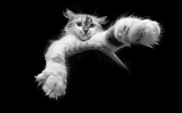 paw Black & White Animal cat HD Desktop Wallpaper | Background Image