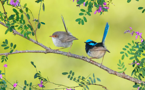  Superb Fairywren on Branch by Greg Oakley