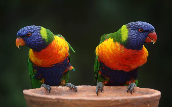 A vibrant 4K Ultra HD desktop wallpaper featuring two colorful rainbow lorikeet parrots perched side by side against a blurred natural background.