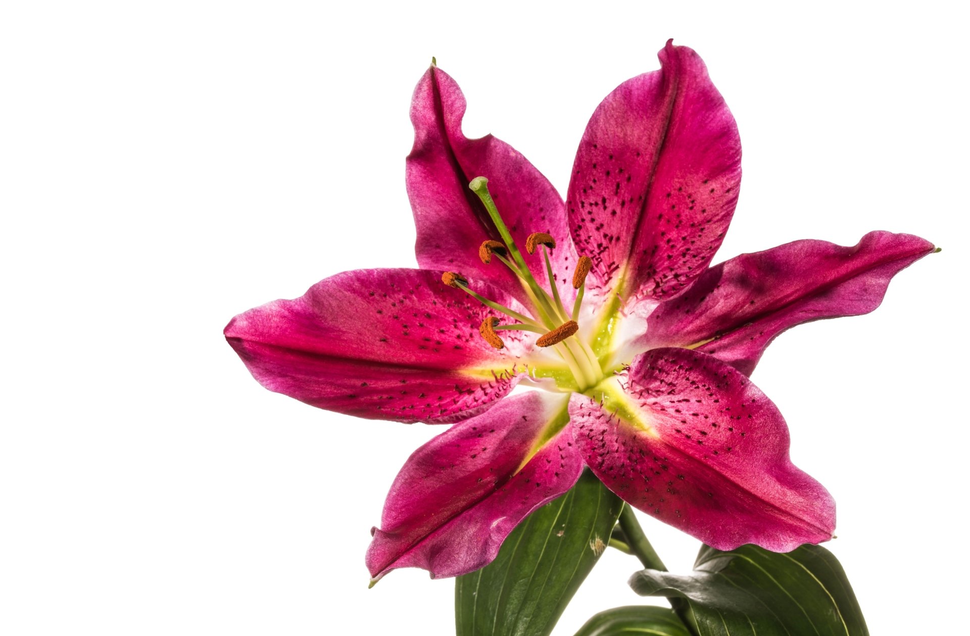 Vibrant pink lily flower with detailed petals and green leaves, captured in sharp 4K Ultra HD clarity, set against a clean white background.