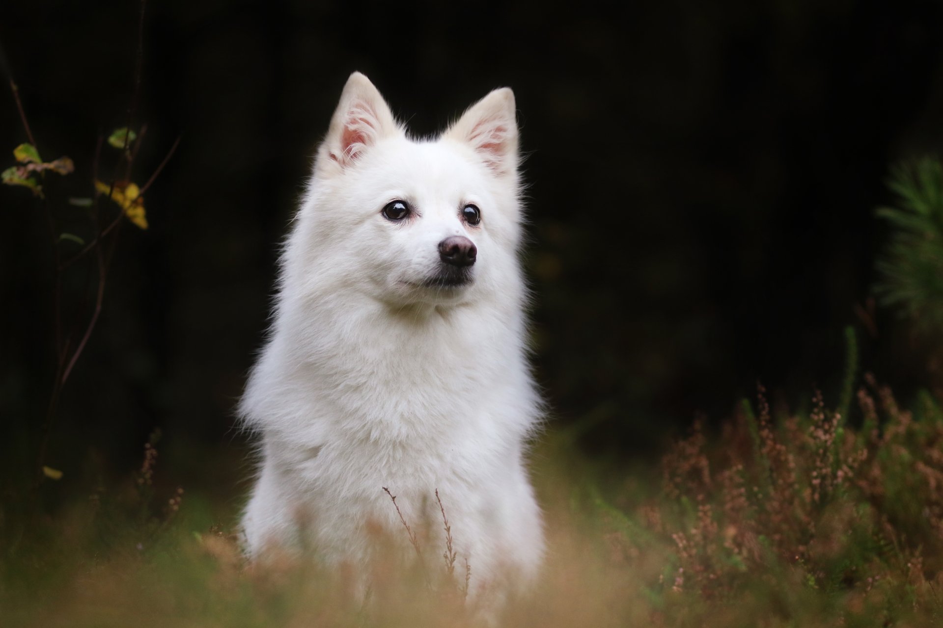 1 American Eskimo Dog Hd Wallpapers Background Images Wallpaper Abyss