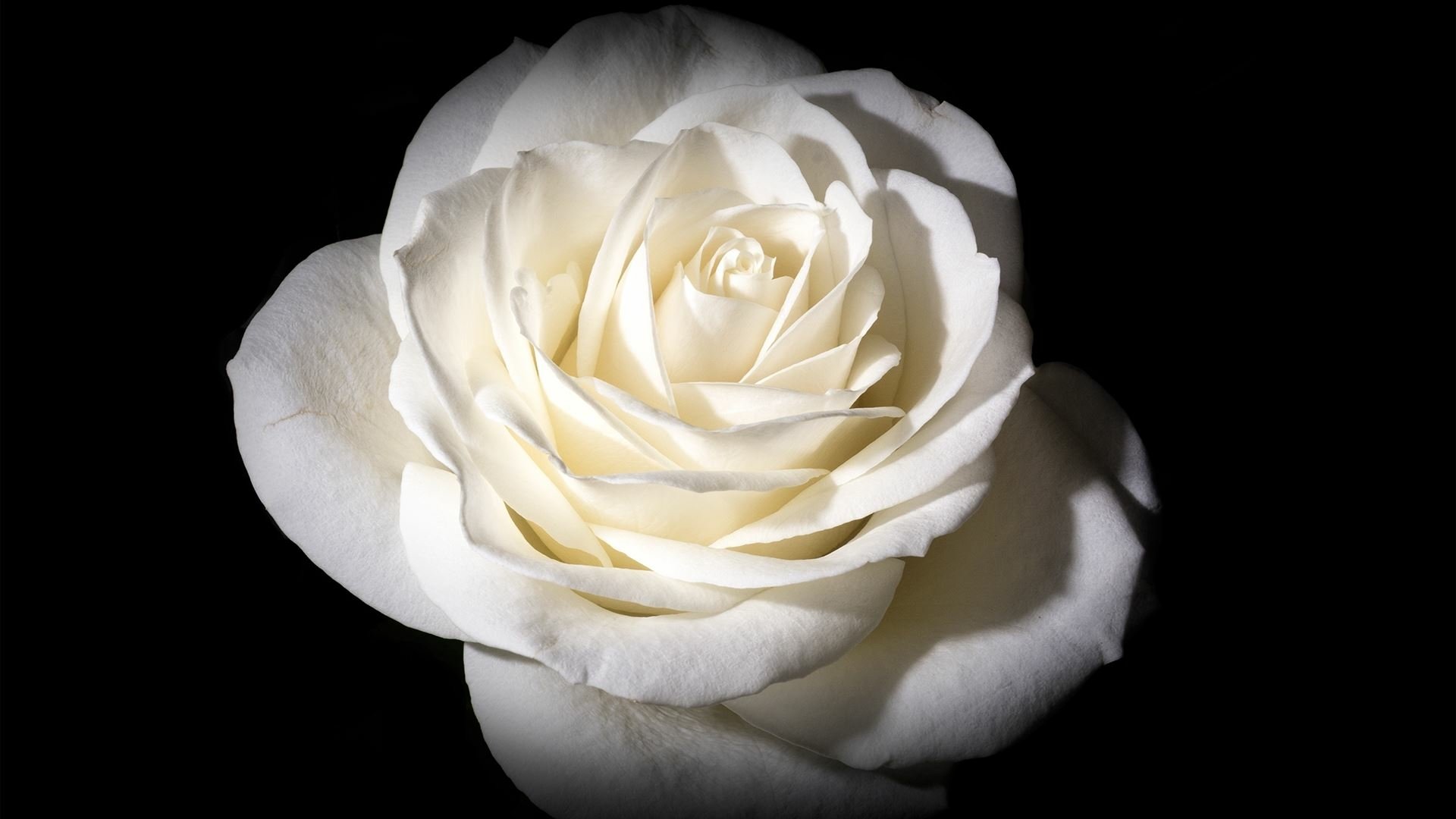 hd wallpapers of flowers of white rose