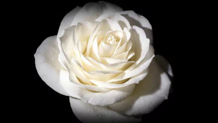 Close-up of a white rose flower with delicate petals against a black background, captured in high definition as a PC desktop wallpaper and background.
