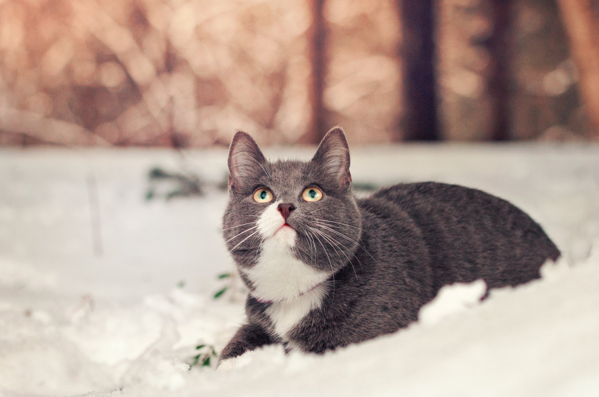 HD desktop wallpaper of a gray and white cat lying in the snow with a blurred warm-toned background.
