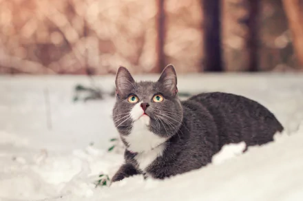 snow Animal cat HD Desktop Wallpaper | Background Image