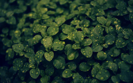 leaf plant macro nature water drop HD Desktop Wallpaper | Background Image