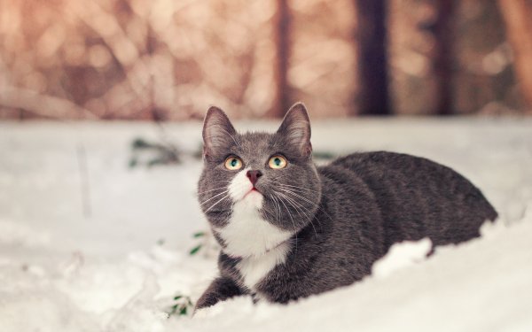 Animal Cat Snow HD Wallpaper | Background Image