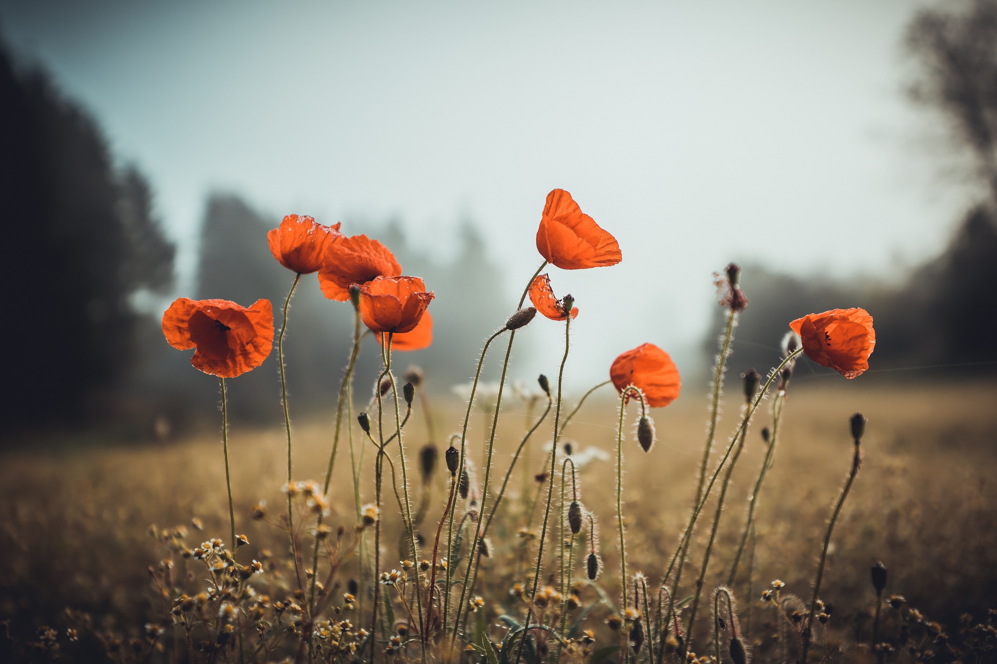 Download Orange Flower Nature Depth Of Field Field Flower Poppy HD ...
