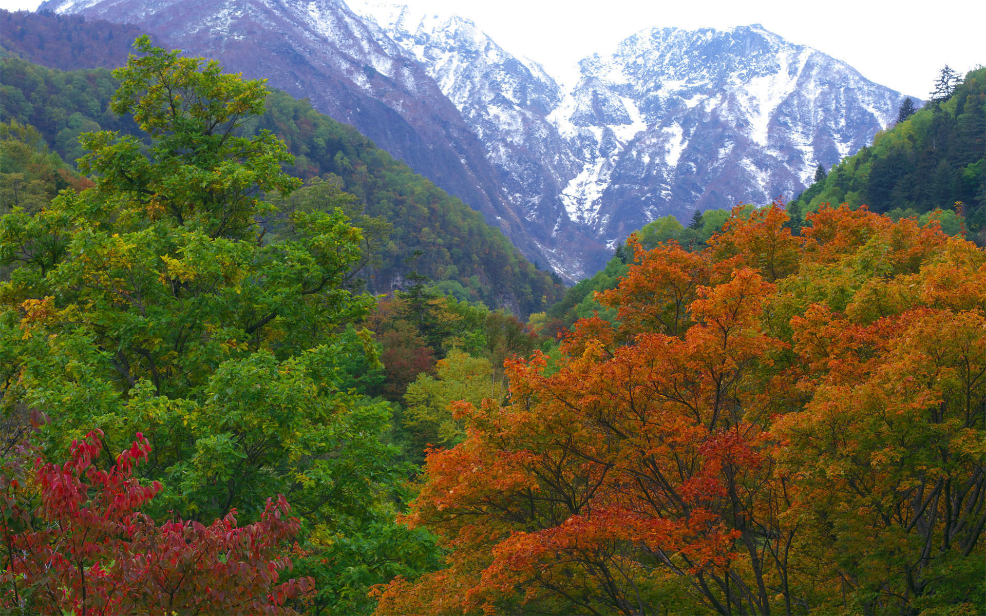 Download Mountain Fall Nature Tree HD Wallpaper