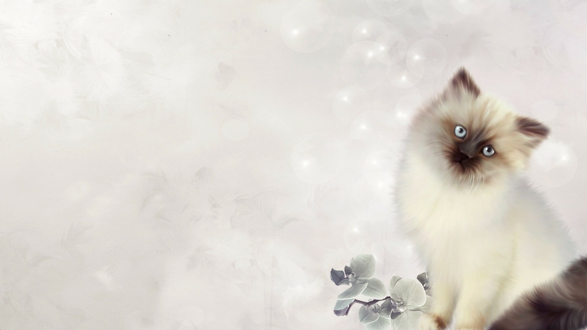 HD desktop wallpaper featuring a fluffy Persian kitten with striking blue eyes against a soft, blurred background.