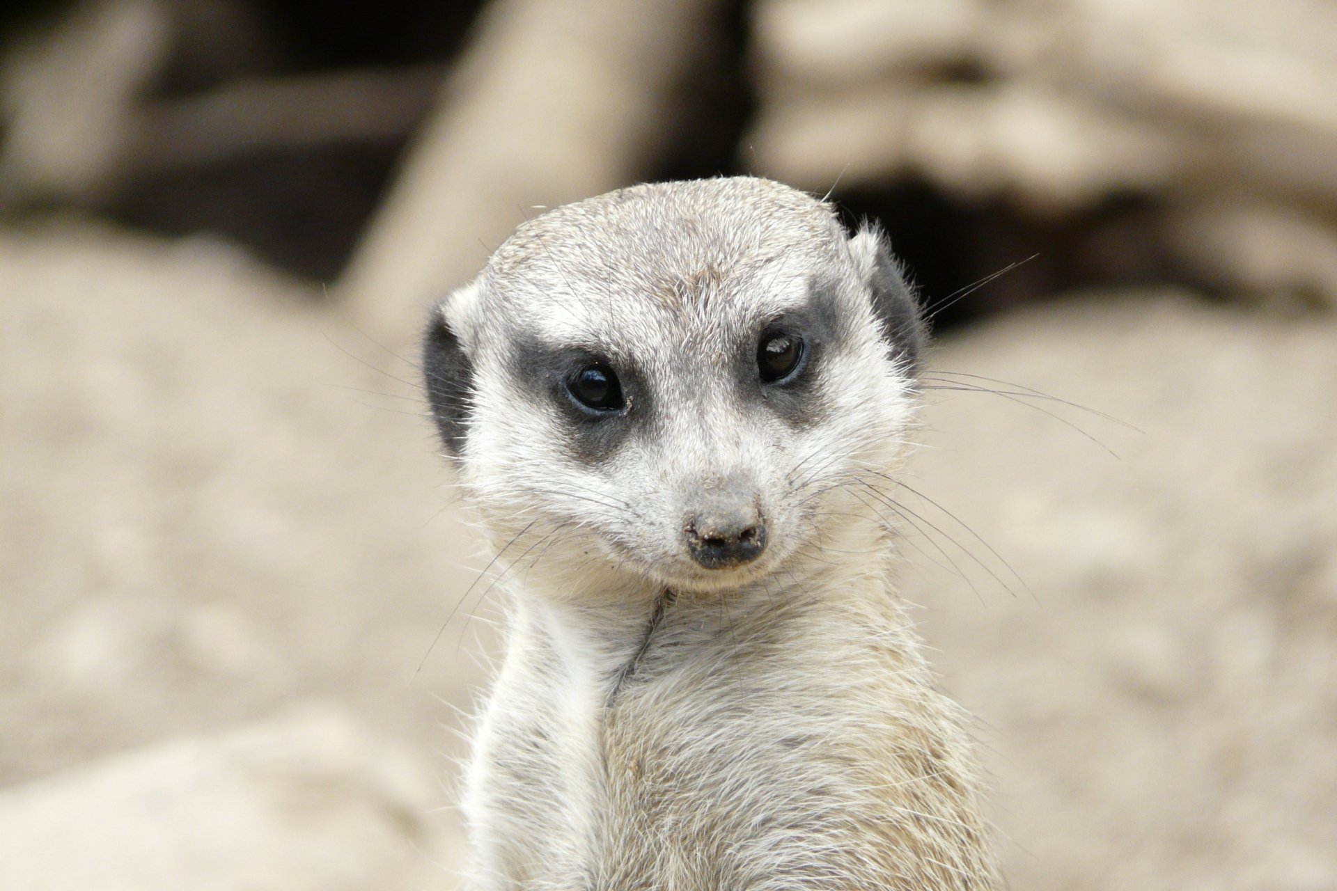 Download Animal Meerkat HD Wallpaper