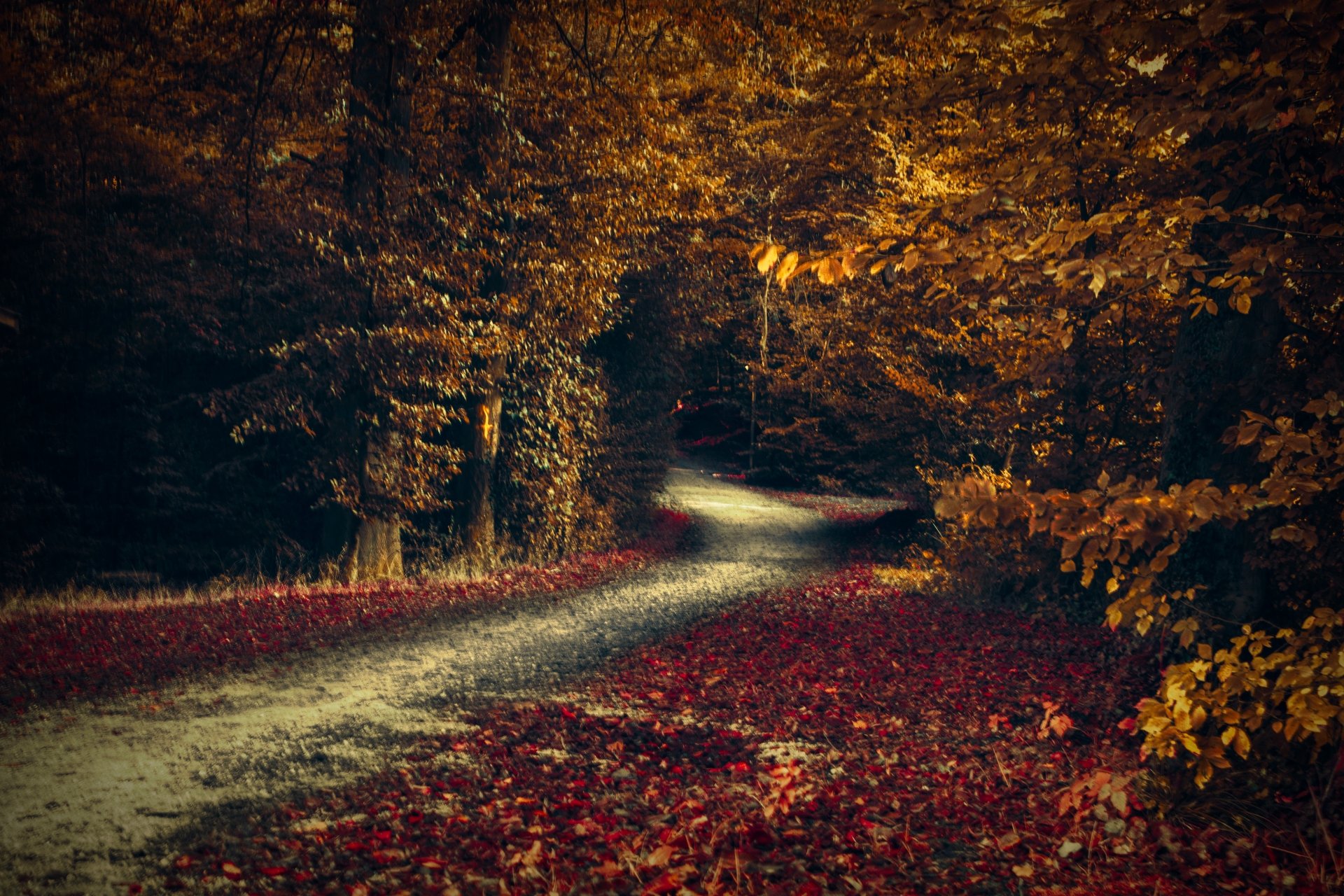 Download Fall Forest Nature Man Made Road 4k Ultra HD Wallpaper