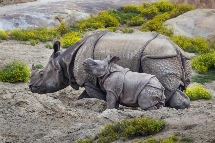 A baby rhinoceros nuzzles its mother in a natural setting, surrounded by vibrant yellow flowers, captured in high-definition as a stunning desktop wallpaper.