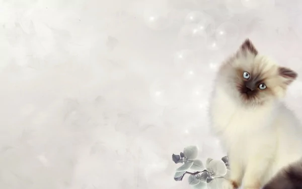  Persian Kitten