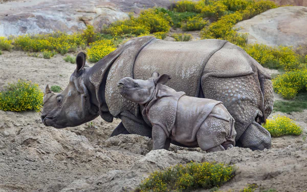 A baby rhinoceros nuzzles its mother in a natural setting, surrounded by vibrant yellow flowers, captured in high-definition as a stunning desktop wallpaper.