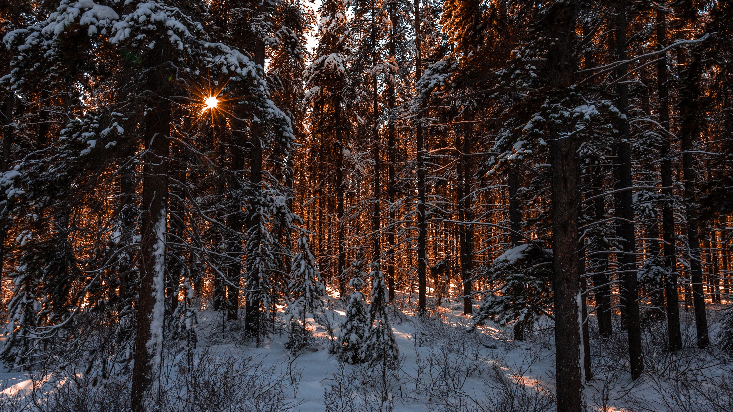 Зима в лесу. Зимний еловый лес. Снежный лес. Дремучий заснеженный лес.