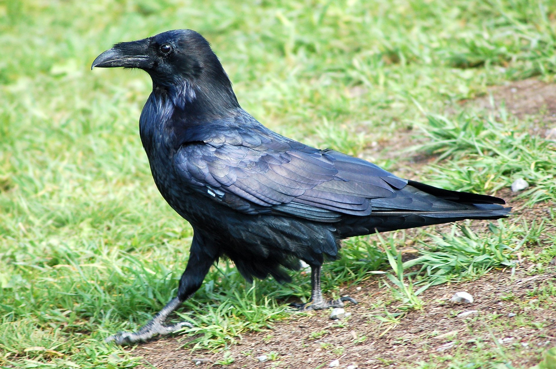 Download Black Common Raven Bird Animal Raven HD Wallpaper