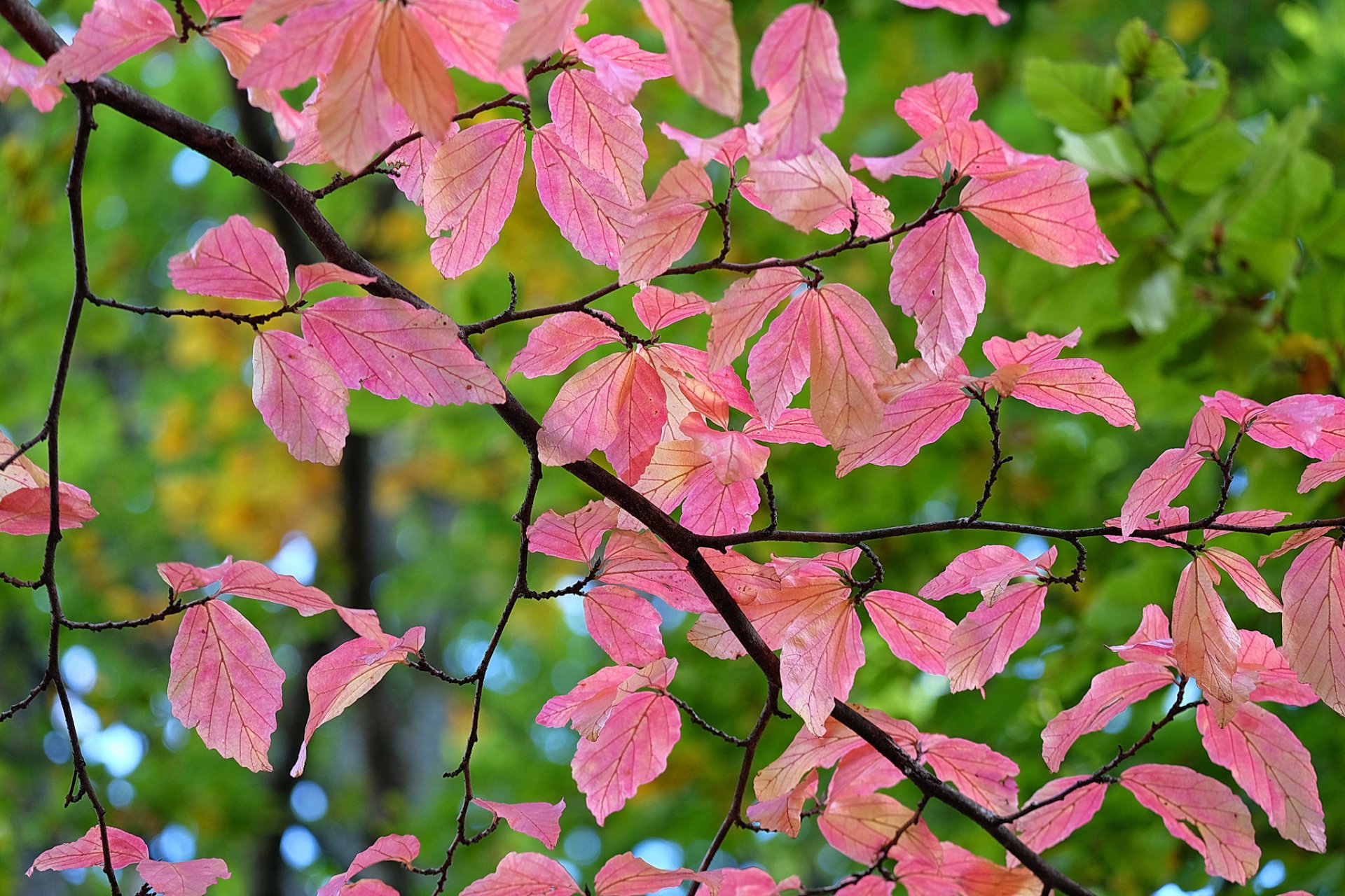 Autumn Leaves