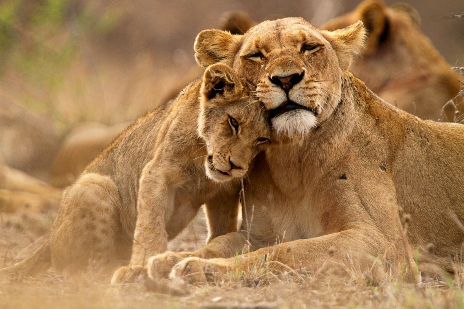 Lioness and her Cub Wallpaper and Background Image ...