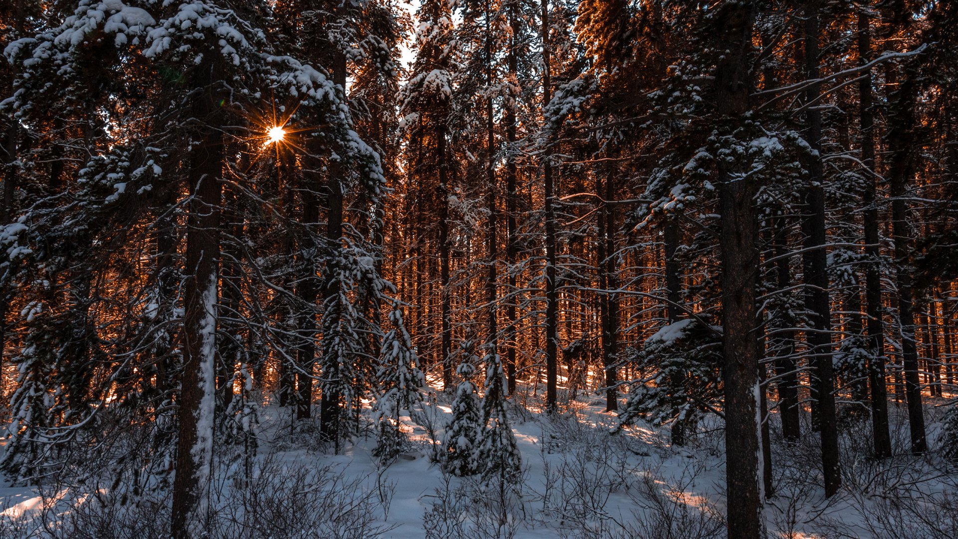 Winter Forest At Sunset