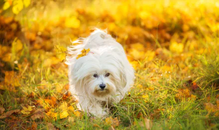 grass sunny dog Animal maltese HD Desktop Wallpaper | Background Image