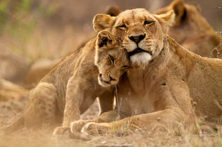 HD PC desktop wallpaper: a lioness nuzzling her cub, a tender display of love between mother and baby lion in the savannah.