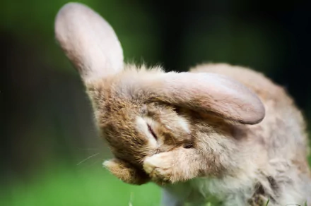 Animal rabbit HD Desktop Wallpaper | Background Image
