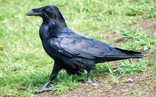 Animal Raven Birds Crows Bird Common Raven Black HD Wallpaper | Background Image