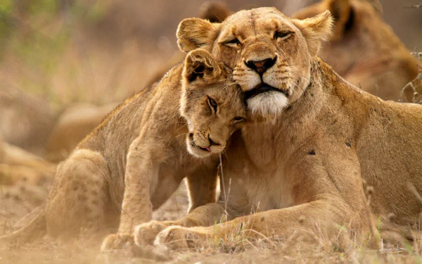 HD PC desktop wallpaper: a lioness nuzzling her cub, a tender display of love between mother and baby lion in the savannah.