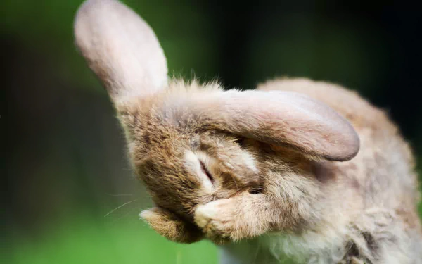 Animal rabbit HD Desktop Wallpaper | Background Image