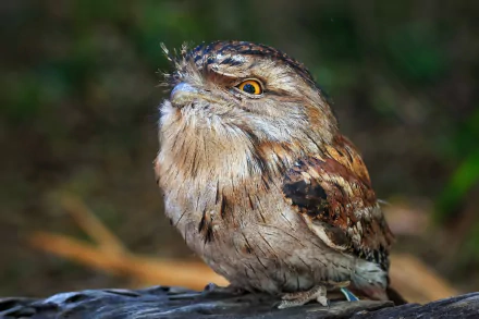 Close-up of a Tawny Frogmouth bird perched on a branch, captured in sharp detail with a blurred natural background, presented as an HD PC desktop wallpaper.