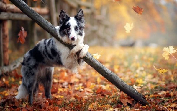 Animal Dog Dogs Fall Depth Of Field Leaf HD Wallpaper | Background Image