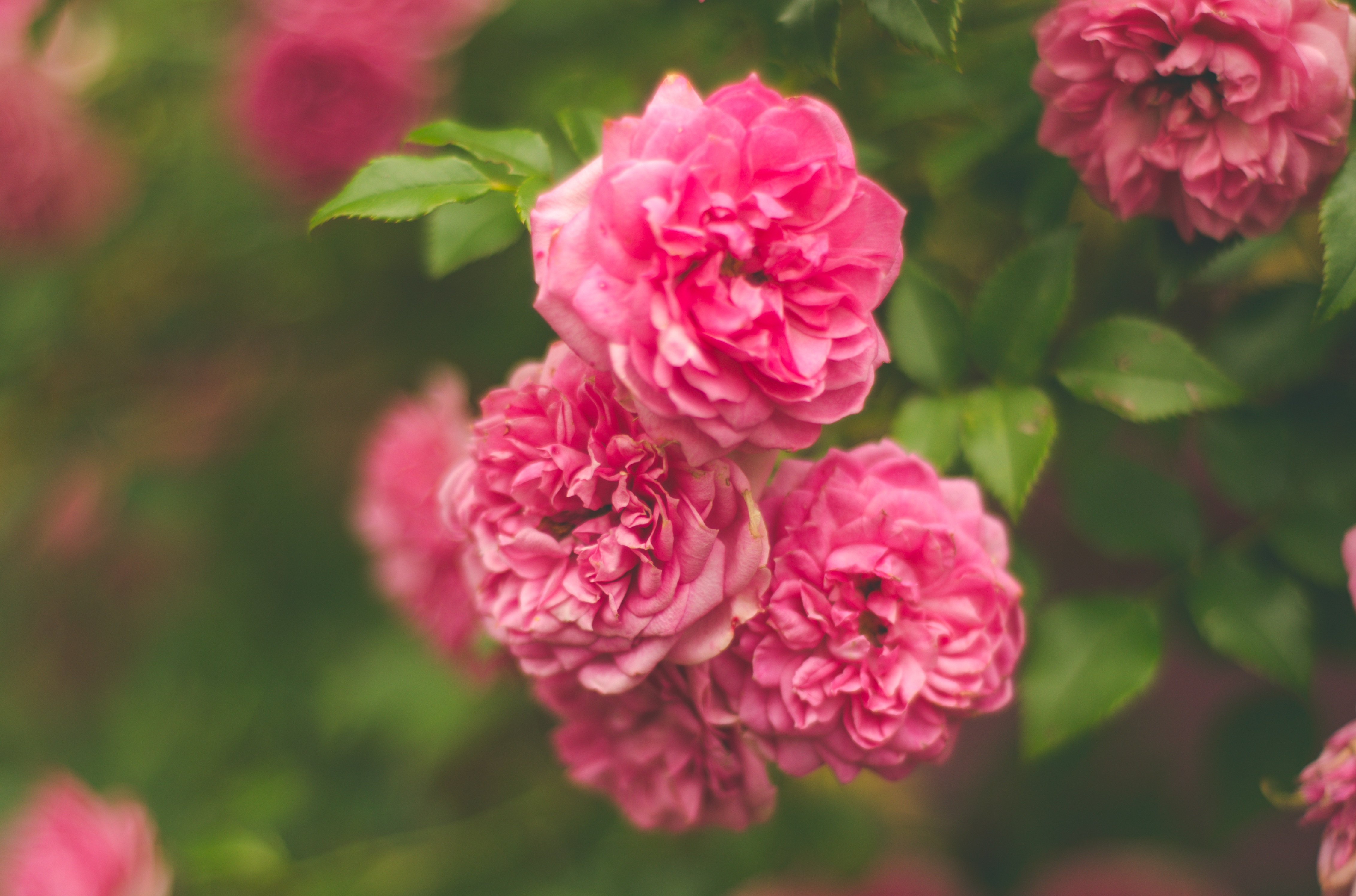 Download Blur Pink Flower Flower Nature Rose 4k Ultra HD Wallpaper