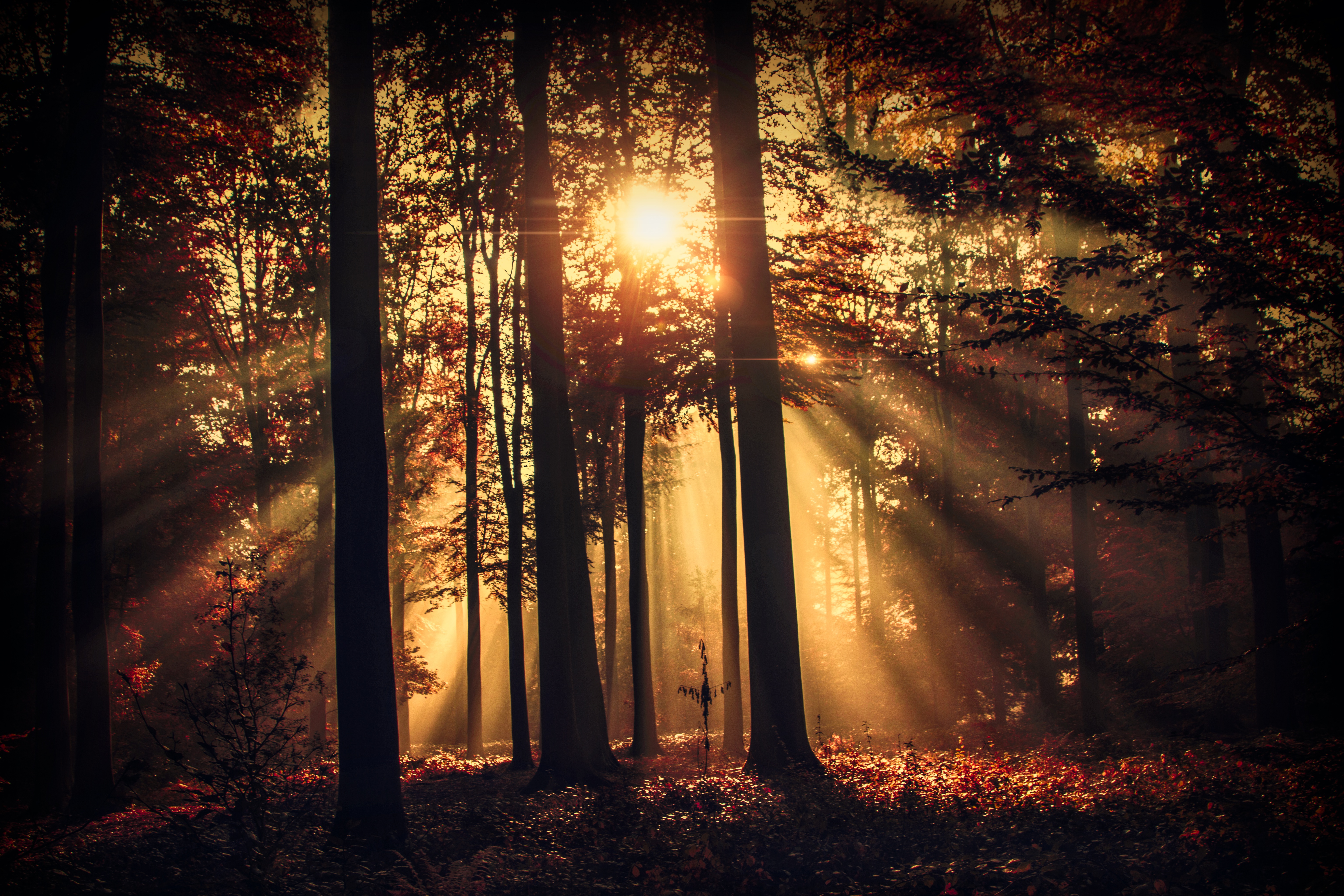Лес солнце и звезды. Вечерний лес. Лес вечером и солнце. Закат в лесу. "Солнце в лесу".