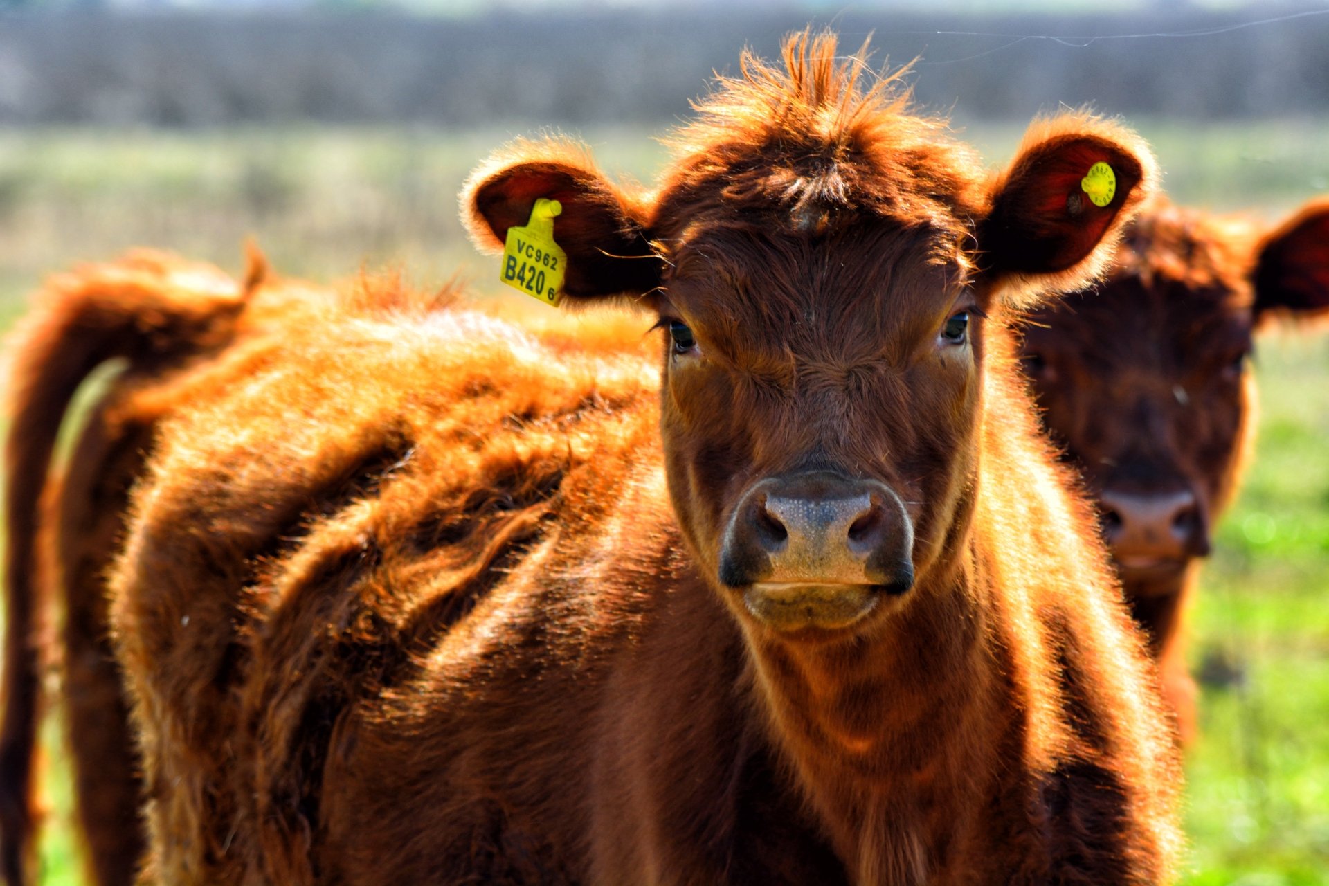 Download Animal Cow 4k Ultra HD Wallpaper