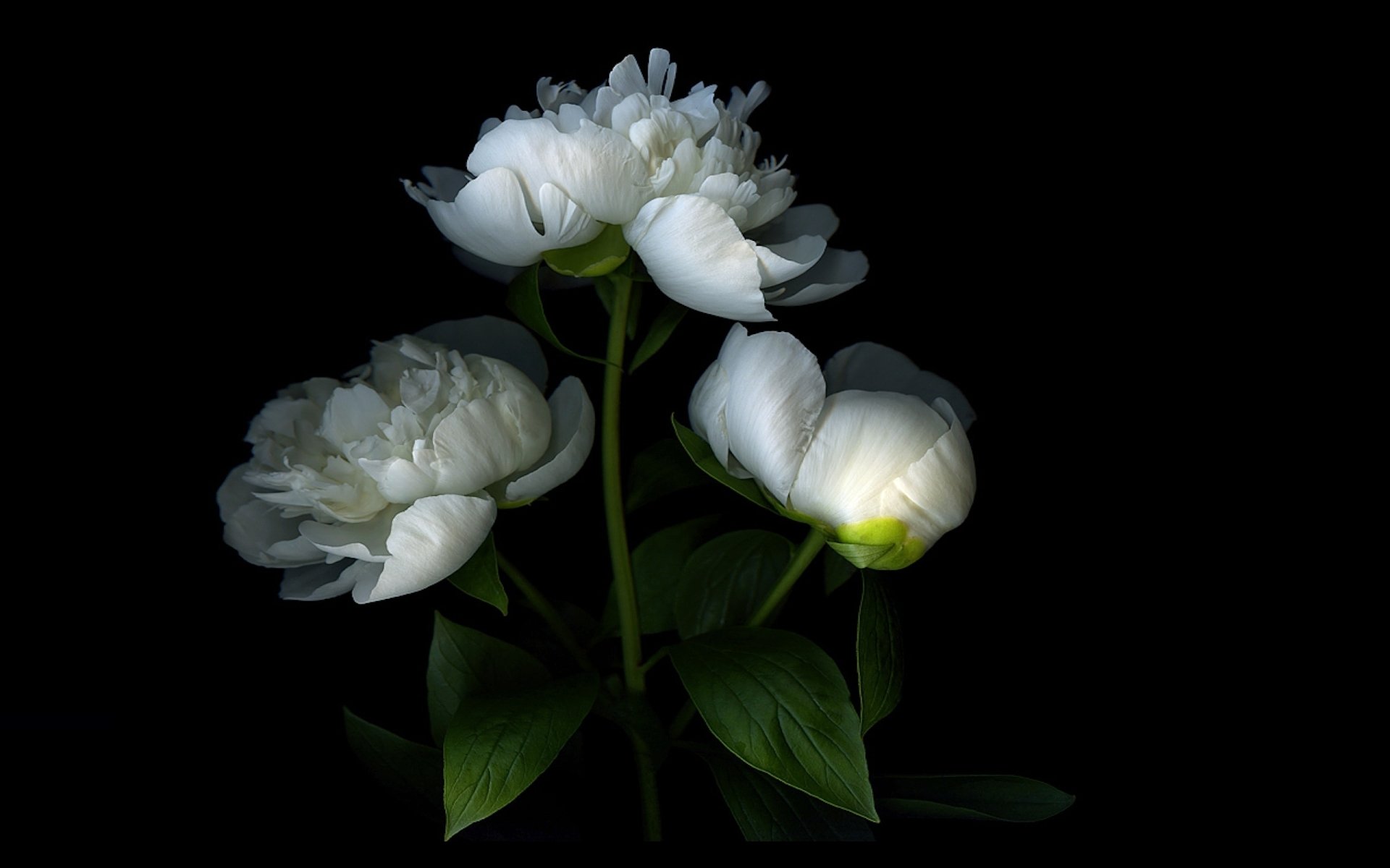 White Peonies Hd Wallpaper Background Image 2560x1600 Id755579