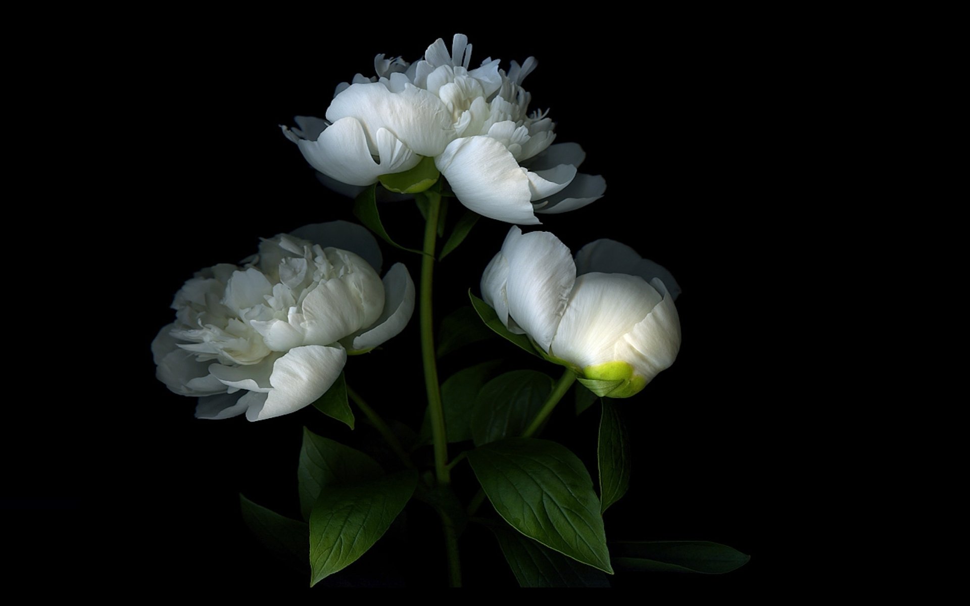 White Peonies