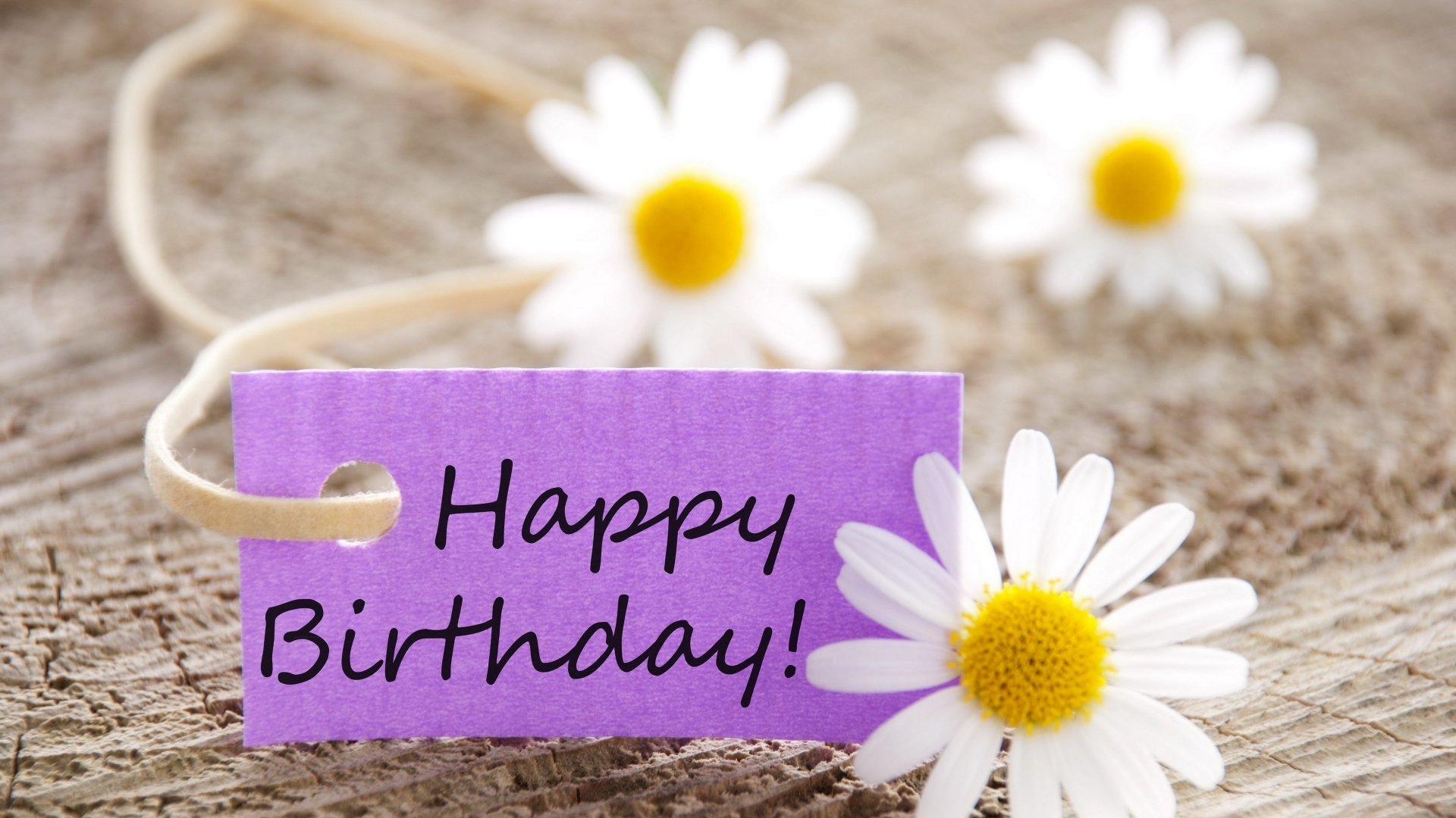 A cheerful HD desktop wallpaper featuring white daisies and a purple tag that reads Happy Birthday, capturing the spirit of celebration and joy for the holiday.
