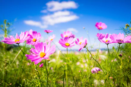 HD desktop wallpaper showcasing vibrant pink Cosmos flowers in nature with a shallow depth of field against a bright blue sky and soft clouds.