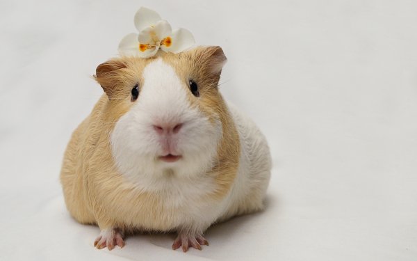 Animal Guinea Pig Rodent HD Wallpaper | Background Image