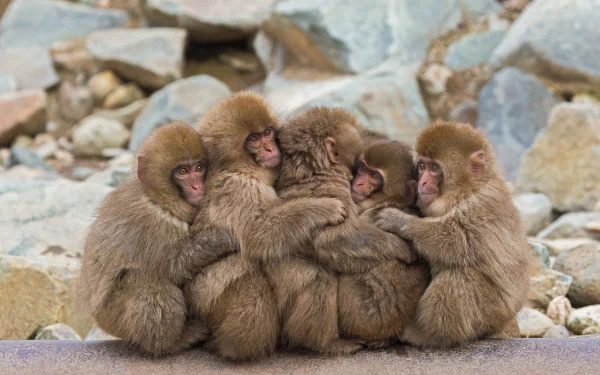 hug cuddle Animal Japanese macaque snow monkey HD Desktop Wallpaper | Background Image