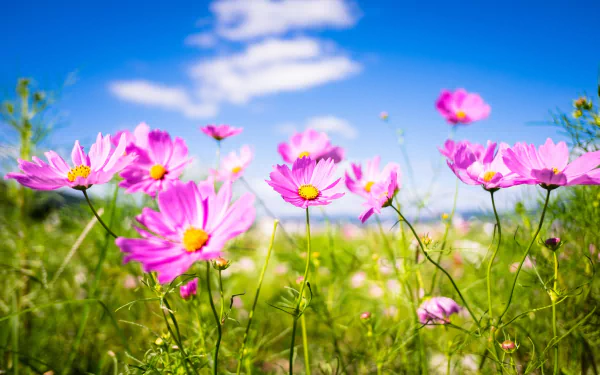 HD desktop wallpaper showcasing vibrant pink Cosmos flowers in nature with a shallow depth of field against a bright blue sky and soft clouds.