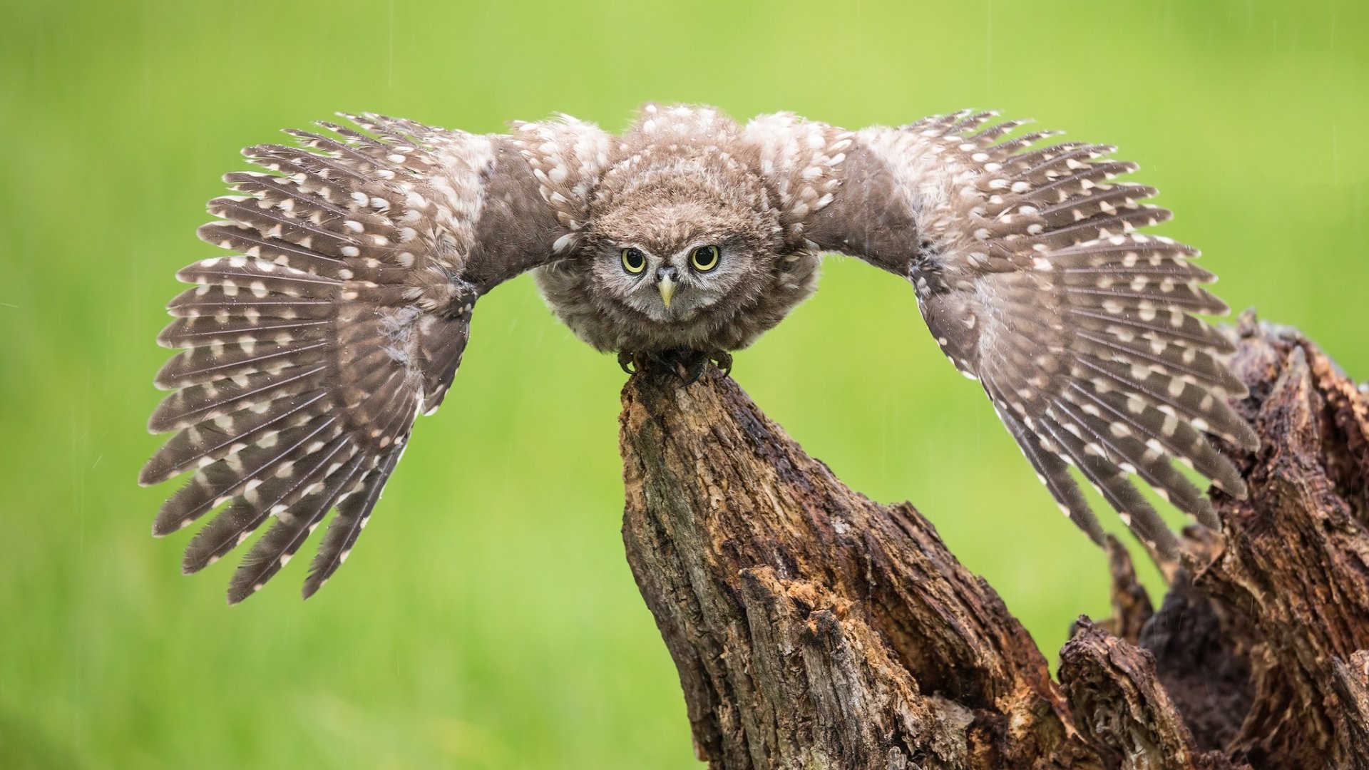 Download Bird Animal Owl HD Wallpaper