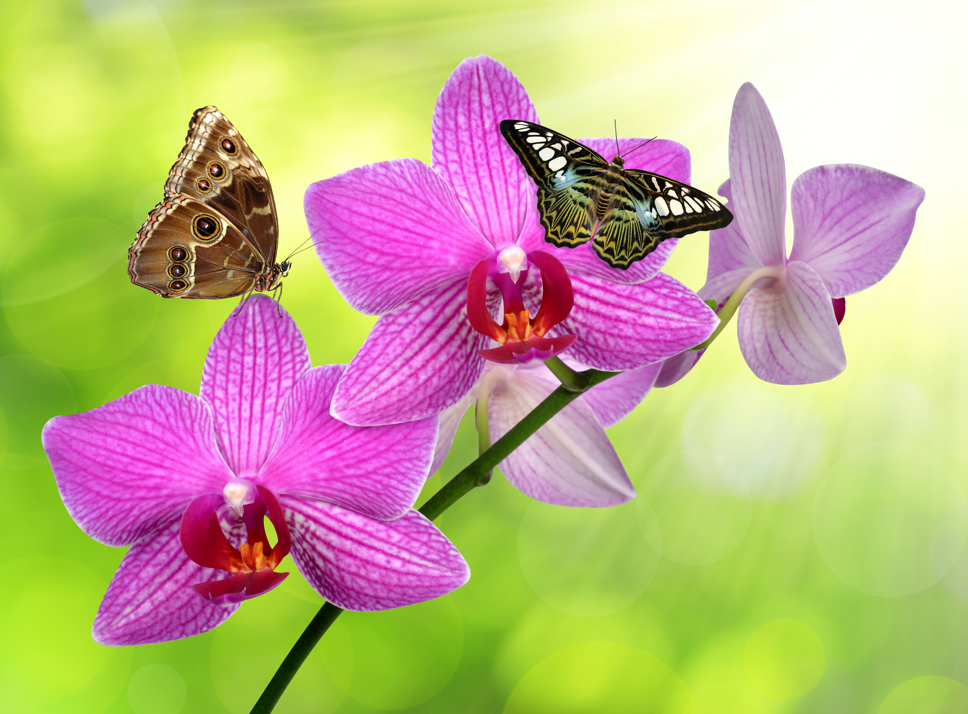 Animal Butterfly HD Wallpaper | Background Image