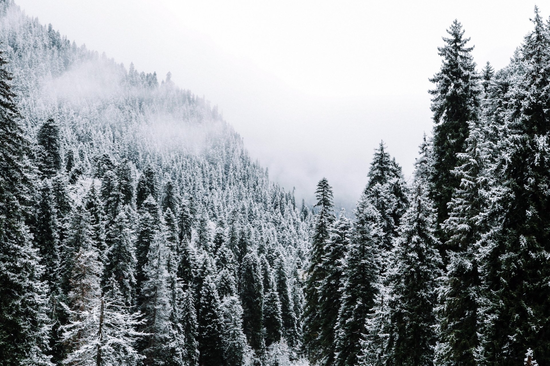 Download Tree Fog Forest Nature Winter 4k Ultra HD Wallpaper ...