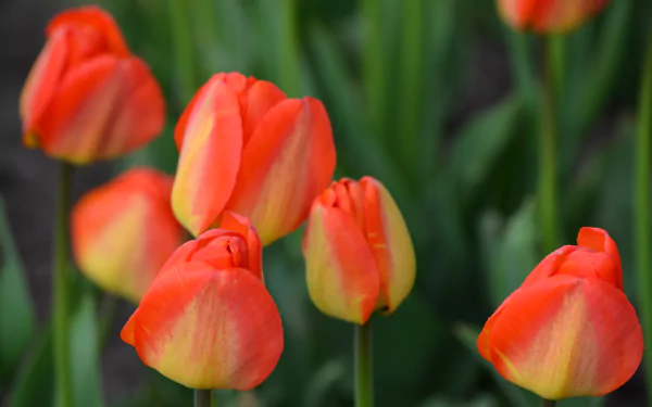 orange flower nature flower tulip HD Desktop Wallpaper | Background Image