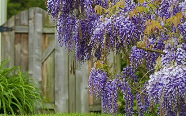 Close-up of vibrant purple wisteria flowers hanging in clusters against a wooden fence, showcasing natural beauty in this HD PC desktop wallpaper.